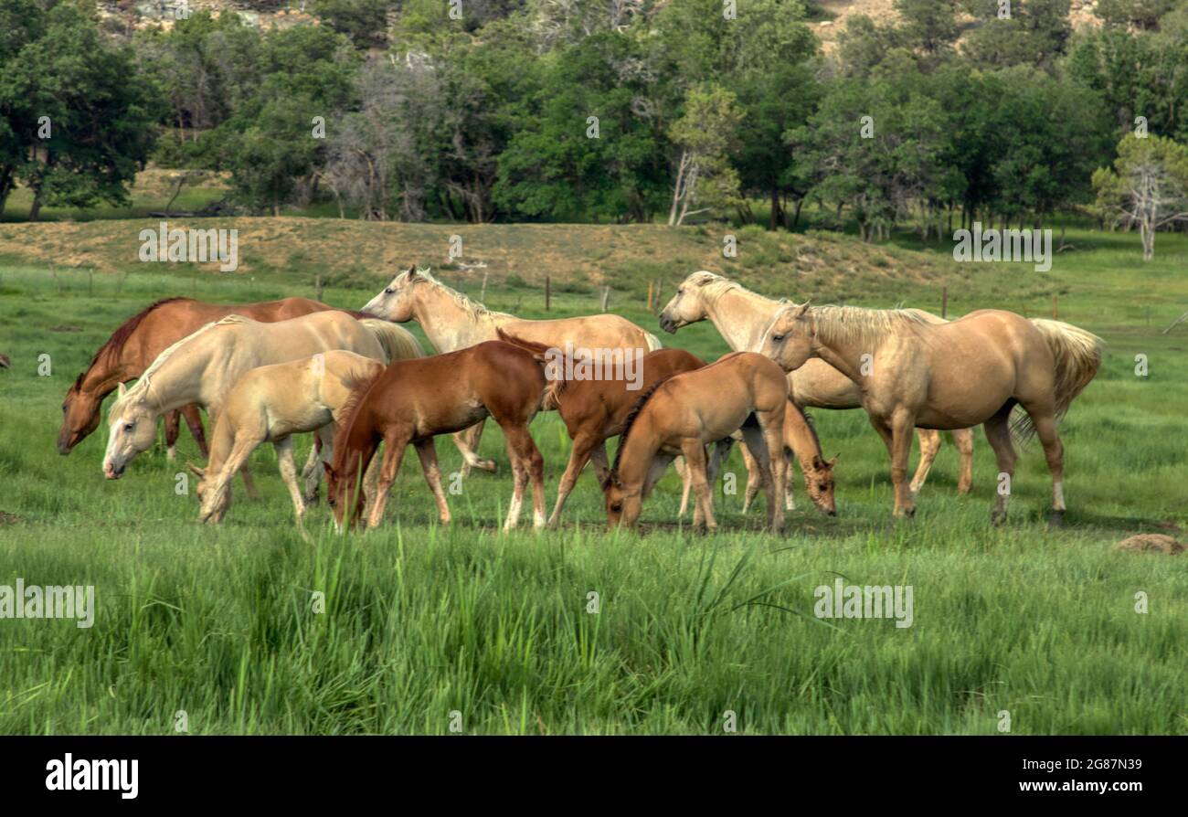 American Quarter Horses su un ranch nella contea di Gunnison del Colorado. Palominos, bucce, duns, maree colorate di grigio e di sorgo, nemici e uno stallone. Foto Stock