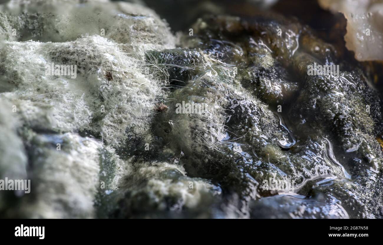 Tappeto di funghi di stampo bianco e nero che copre crema viziata, concetto di cibo, struttura astratta di sfondo per la salute e l'igiene, copy space, macro Foto Stock