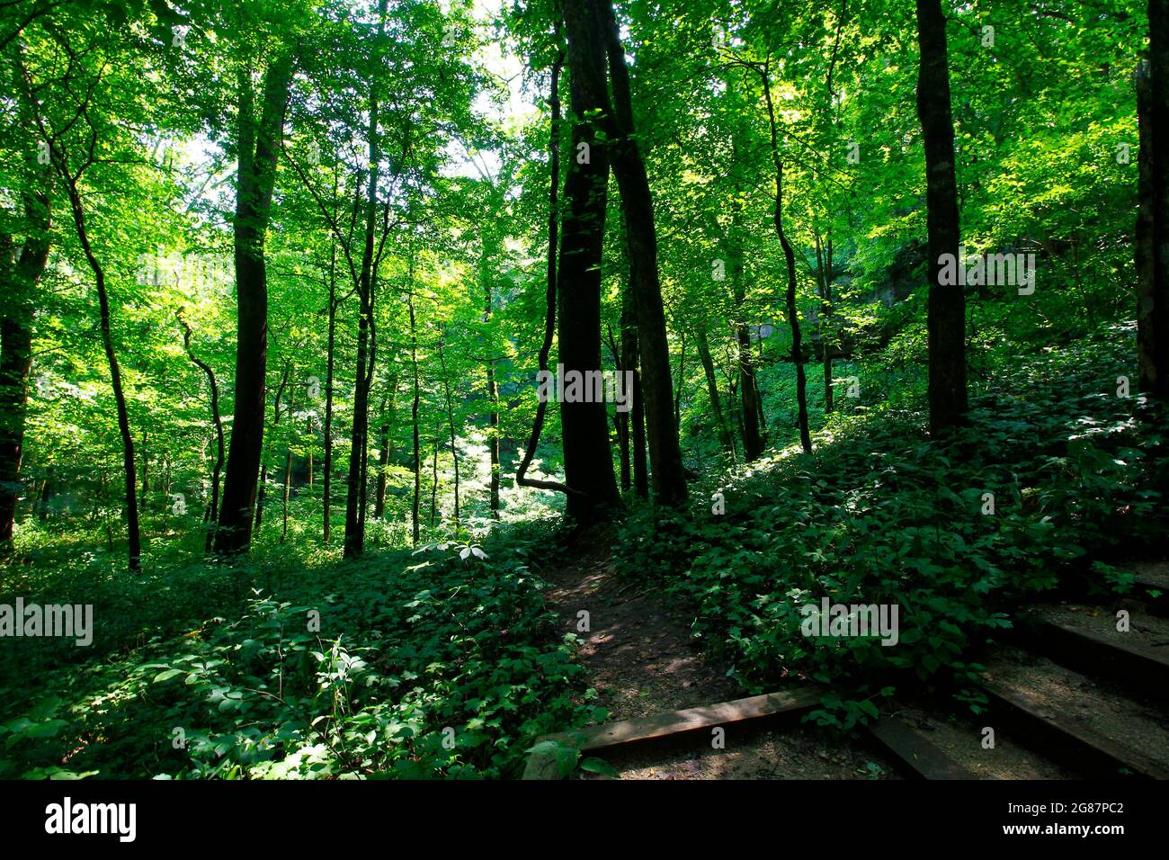 Vista dal Cedar Sink Trail, dal Mammoth Cave National Park, Kentucky Foto Stock