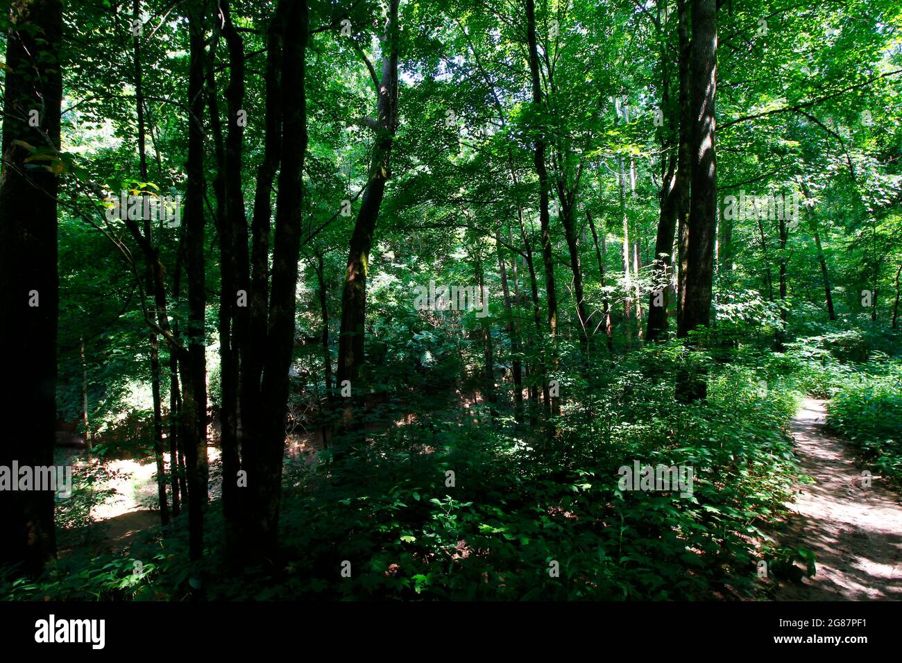 Vista dal Cedar Sink Trail, dal Mammoth Cave National Park, Kentucky Foto Stock