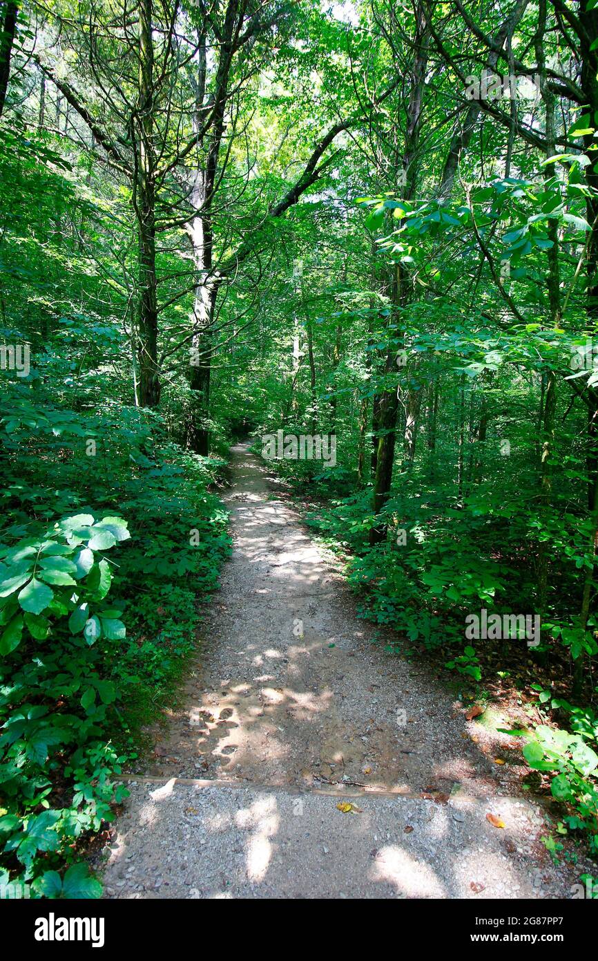 Vista dal Cedar Sink Trail, dal Mammoth Cave National Park, Kentucky Foto Stock