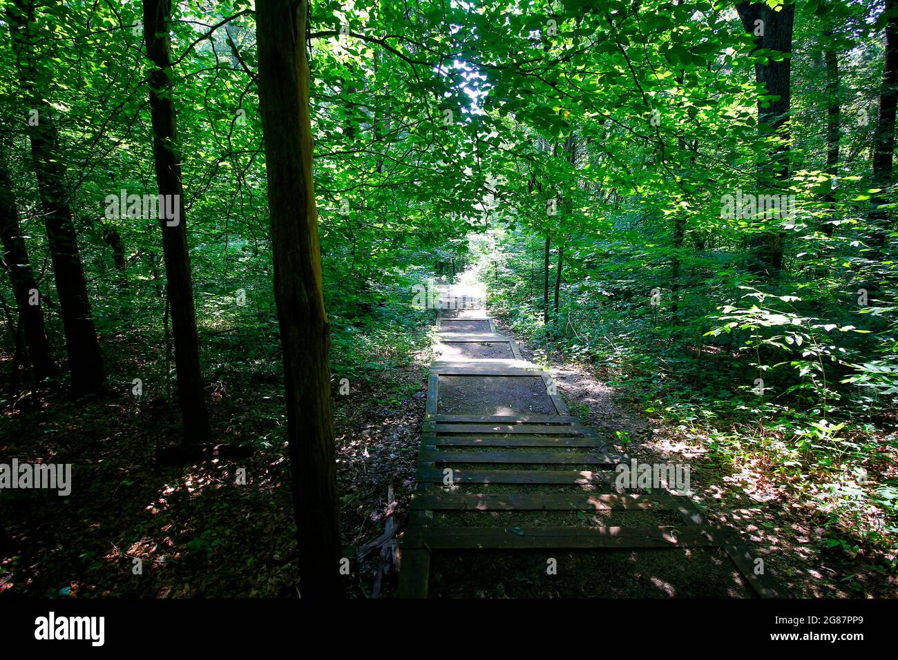 Vista dal Cedar Sink Trail, dal Mammoth Cave National Park, Kentucky Foto Stock