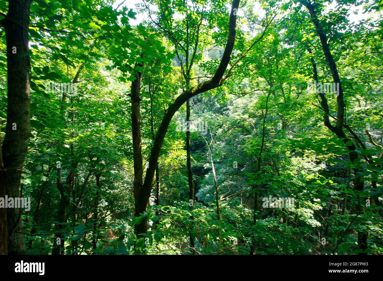 Vista dal Cedar Sink Trail, dal Mammoth Cave National Park, Kentucky Foto Stock