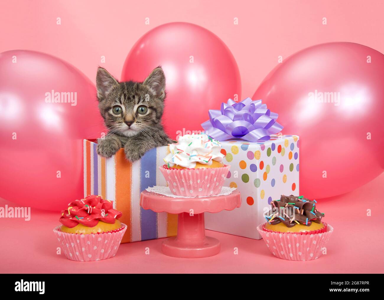 Carino gattino tabby a righe grigio che svetta da un regalo di compleanno a righe circondato da palloncini rosa brillante, piedistallo con torte da tazza di vario sapore Foto Stock