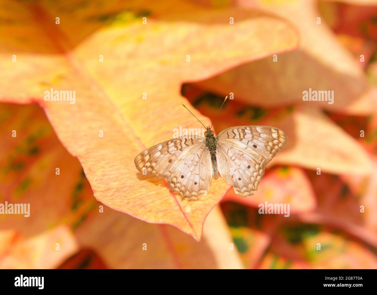farfalla bianca di pavone poggiata su foglie arancioni e gialle vibranti, quasi mescolandosi sullo sfondo. Foto Stock