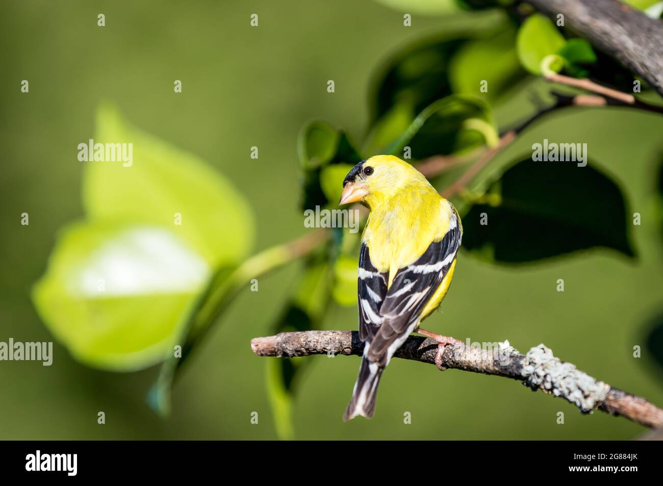 Un maschio americano goldfinch ' Spinus tristis ' perches su un ramo nella speranza di attrarre un compagno. Foto Stock