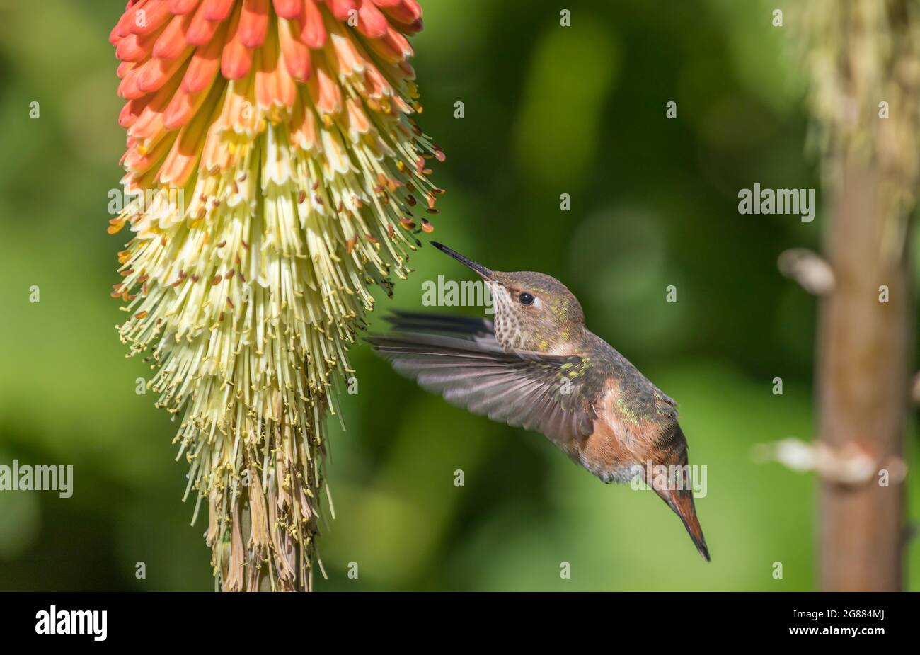 Un colibrì di Anna ' Calypte anna ' sorsegge nettare da una torcia Lilly pianta ' Kniphofia '. Foto Stock