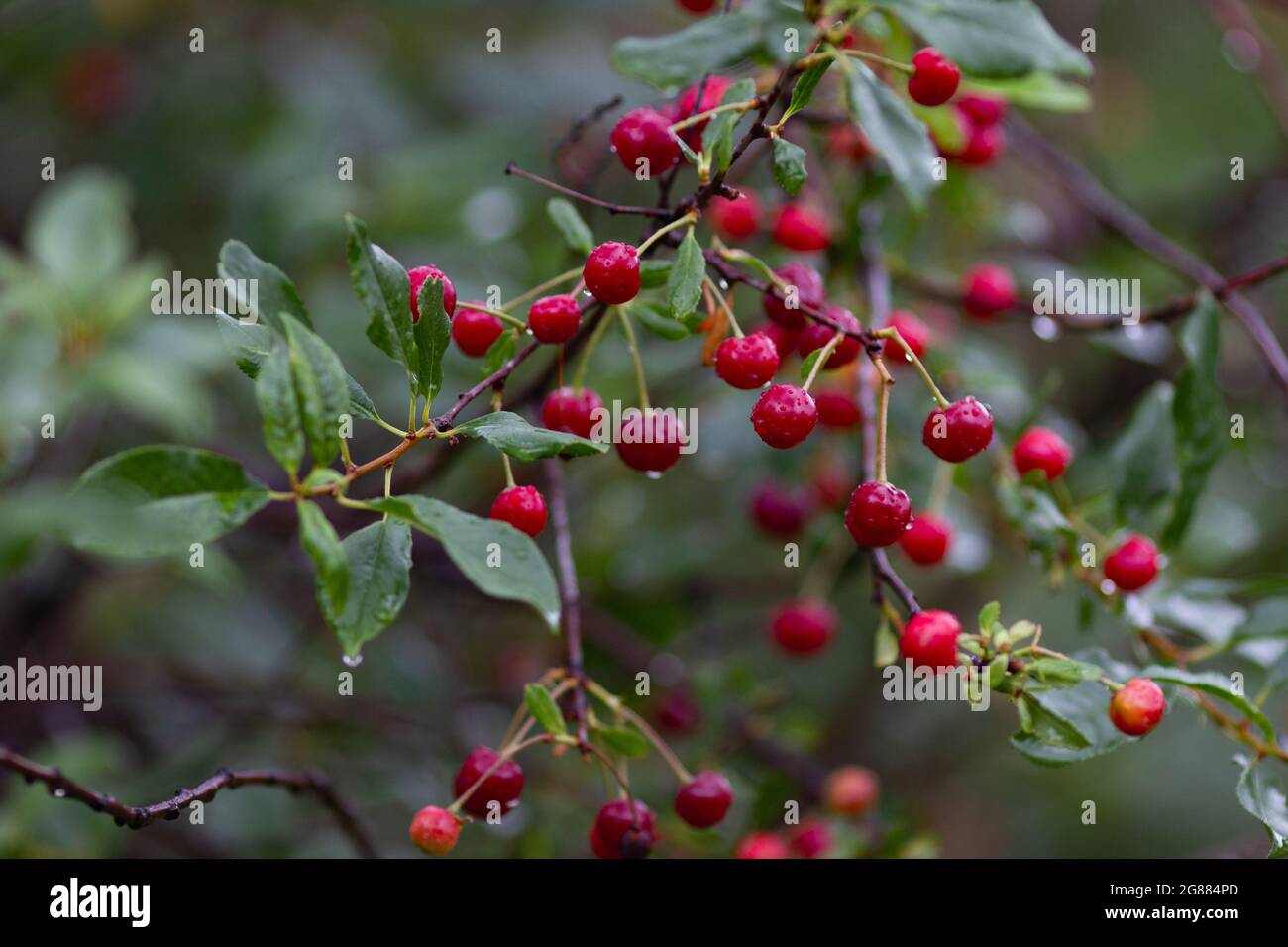 Vera natura panakround: Ciliegie su un ramo con le piogge in un frutteto ciliegia in una bella giornata piovosa estiva Foto Stock