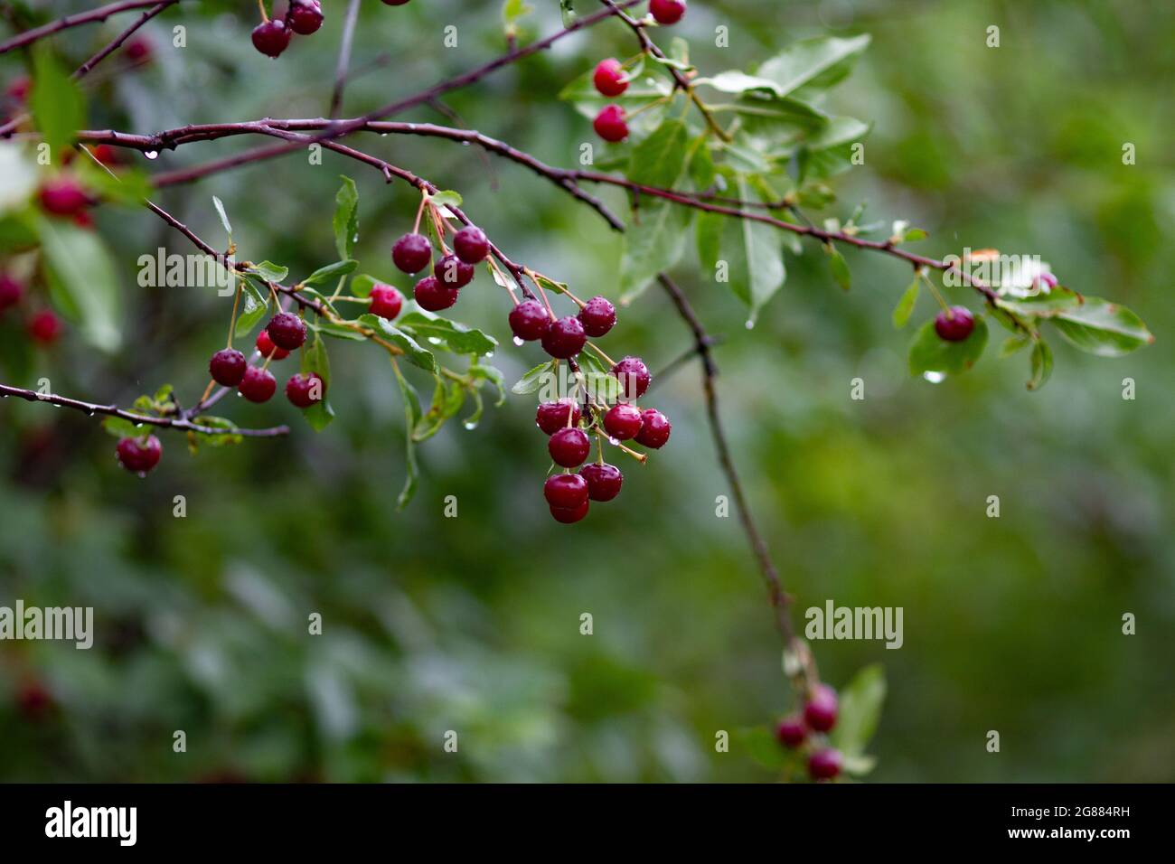 Vera natura panakround: Ciliegie su un ramo con le piogge in un frutteto ciliegia in una bella giornata piovosa estiva Foto Stock