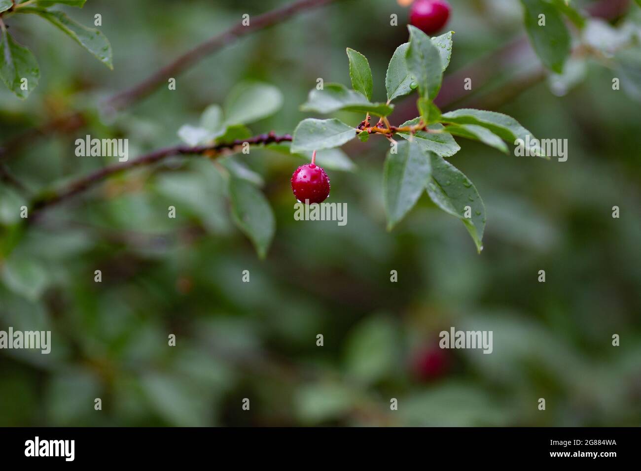 Vera natura panakround: Ciliegie su un ramo con le piogge in un frutteto ciliegia in una bella giornata piovosa estiva Foto Stock