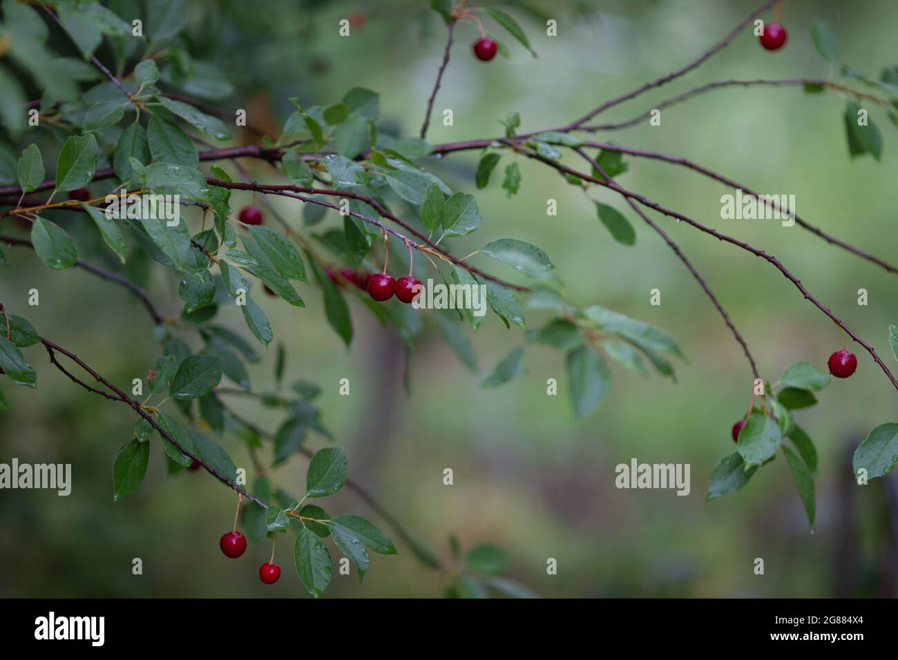 Vera natura panakround: Ciliegie su un ramo con le piogge in un frutteto ciliegia in una bella giornata piovosa estiva Foto Stock