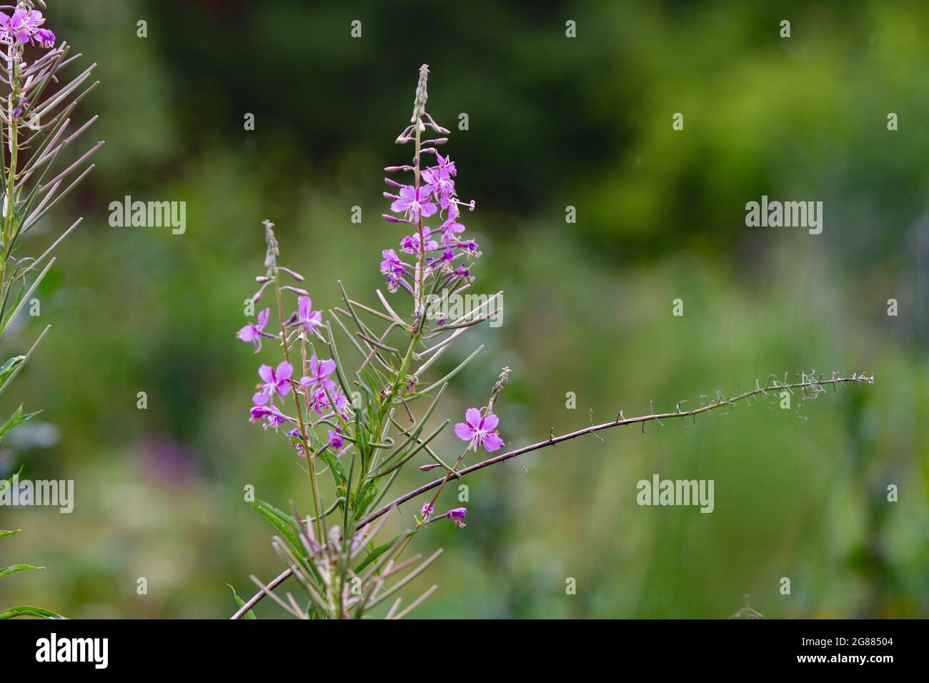 Estate naturale backround: Bella viola Ivan-tea fiori su un soleggiato verde medow. Scatto orizzontale. Spazio di copia Foto Stock