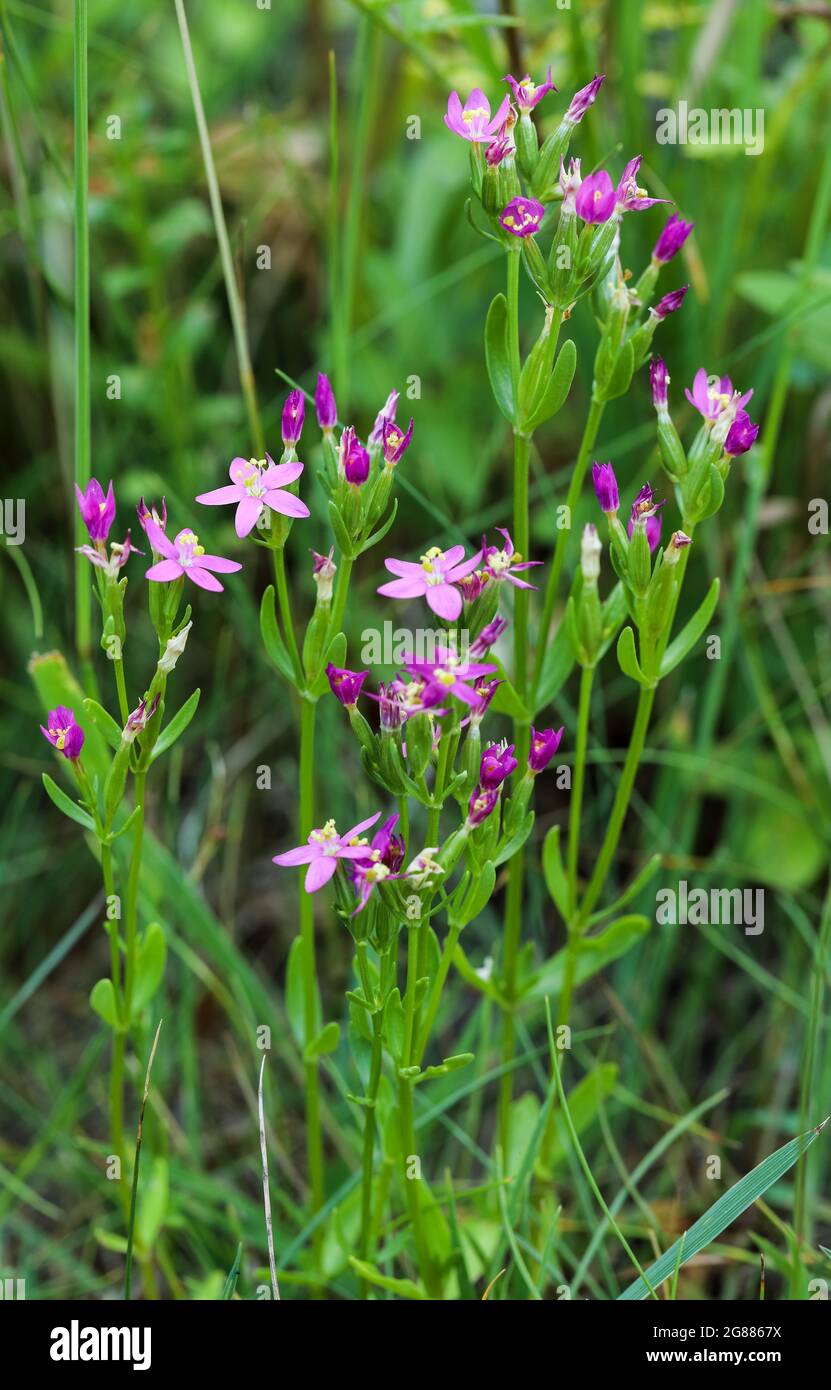 Centaurium littorale (Centaurium litorale) Foto Stock