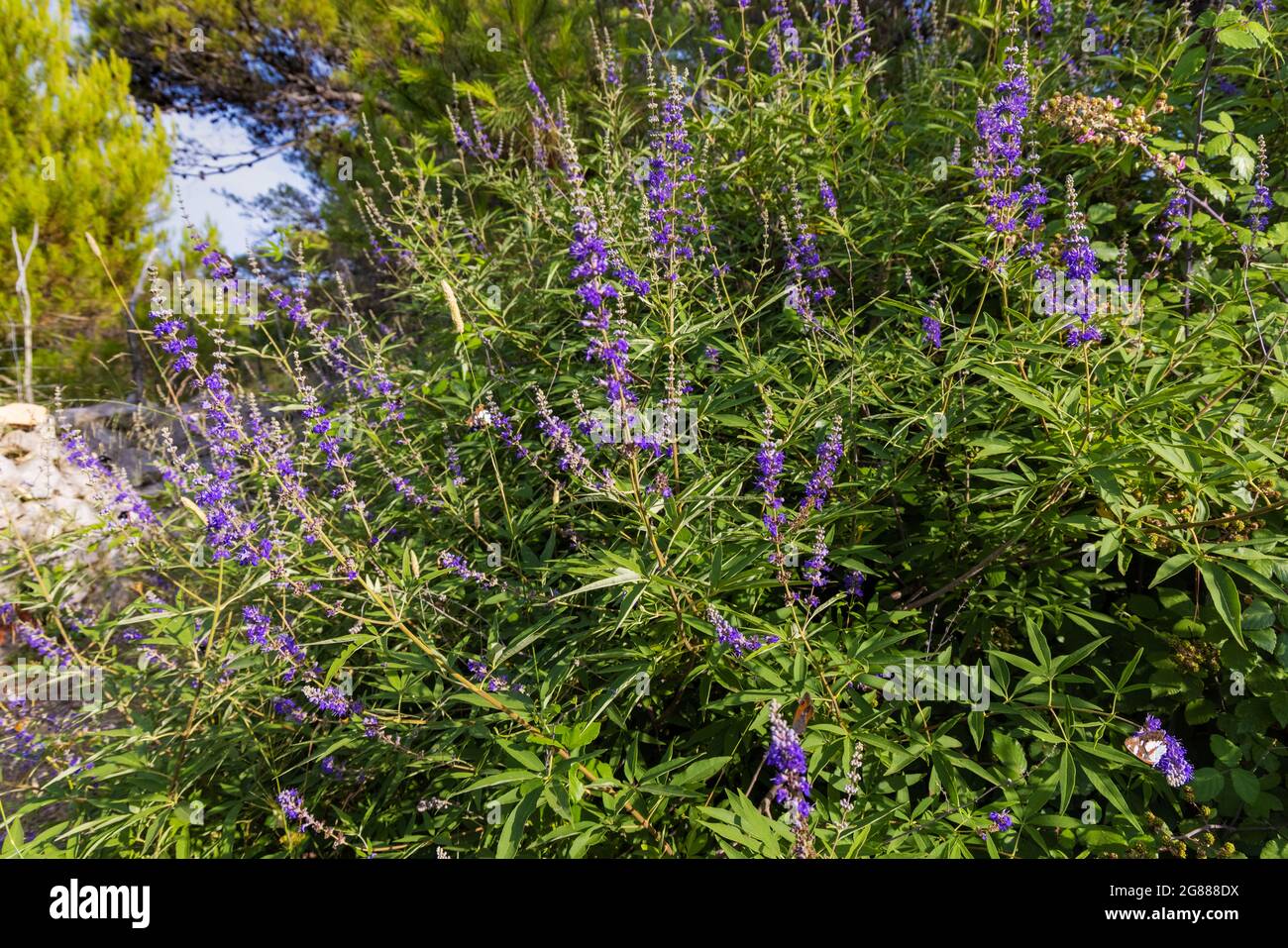 I fiori di Vitex agnus-castus, chiamato anche vitex, albero di caste Foto Stock