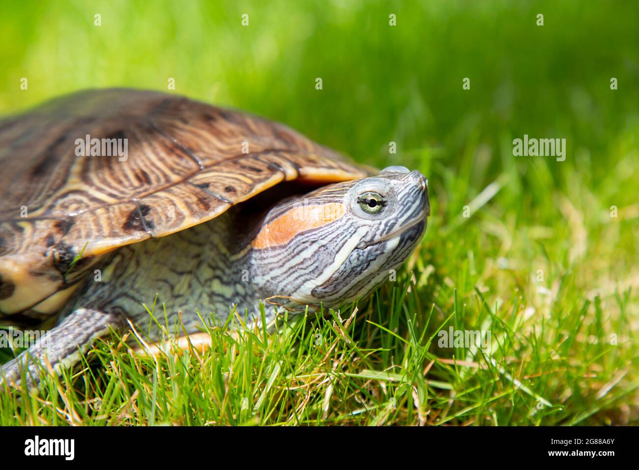 Natura, erba verde. Trachemys scripta elegans Red Eared Slider siede sul prato. Una tartaruga crogiola al sole Foto Stock