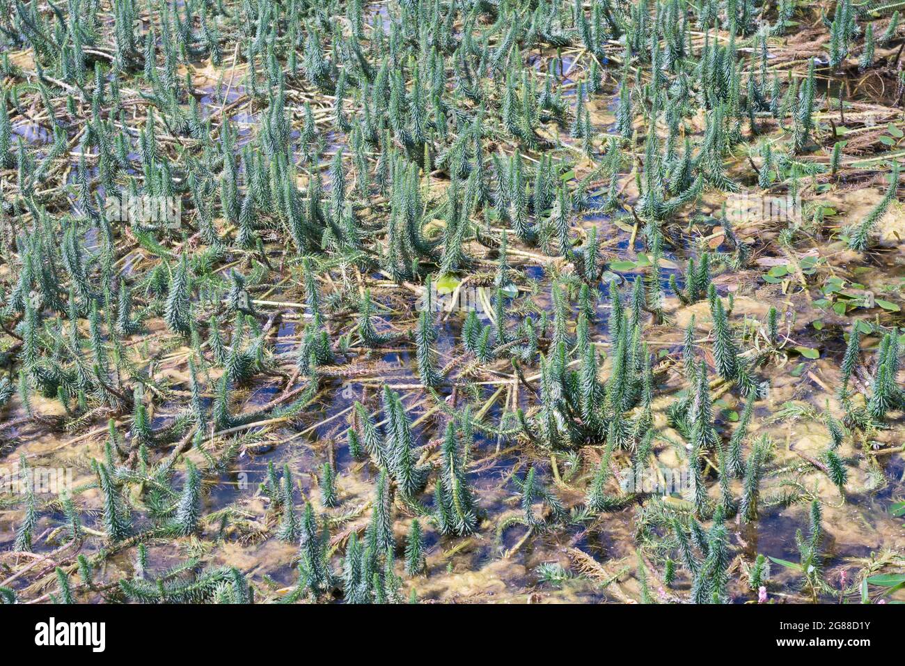 Hippuris vulgaris o comune mare-coda che cresce in uno stagno. È una pianta ossigenante acquatica che può diventare un'erbaccia invasiva. Foto Stock