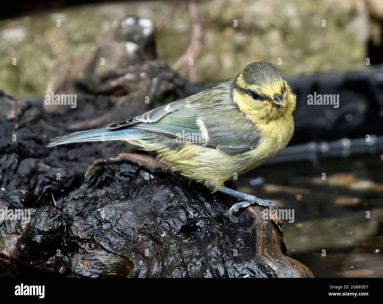 Un fuoco selettivo di un uccello del vecchio mondo flycatchers in piedi su un branch nero tagliente di legno Foto Stock