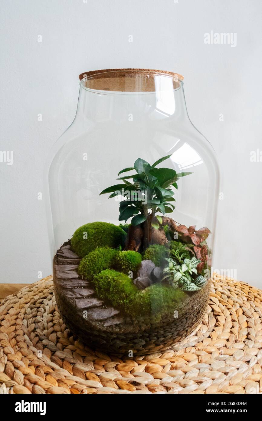 Decorare le piante in una bottiglia di vetro; terrario autosufficiente dell'ecosistema; bottiglia di terrario da giardino; foresta in un barattolo. Vasetto terrario con ecosistema autonomo. Foto Stock