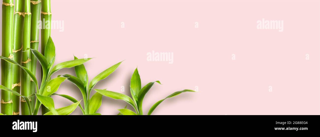 Sfondo piatto. Rami di bambù verde su sfondo rosa spazio per il testo Foto Stock
