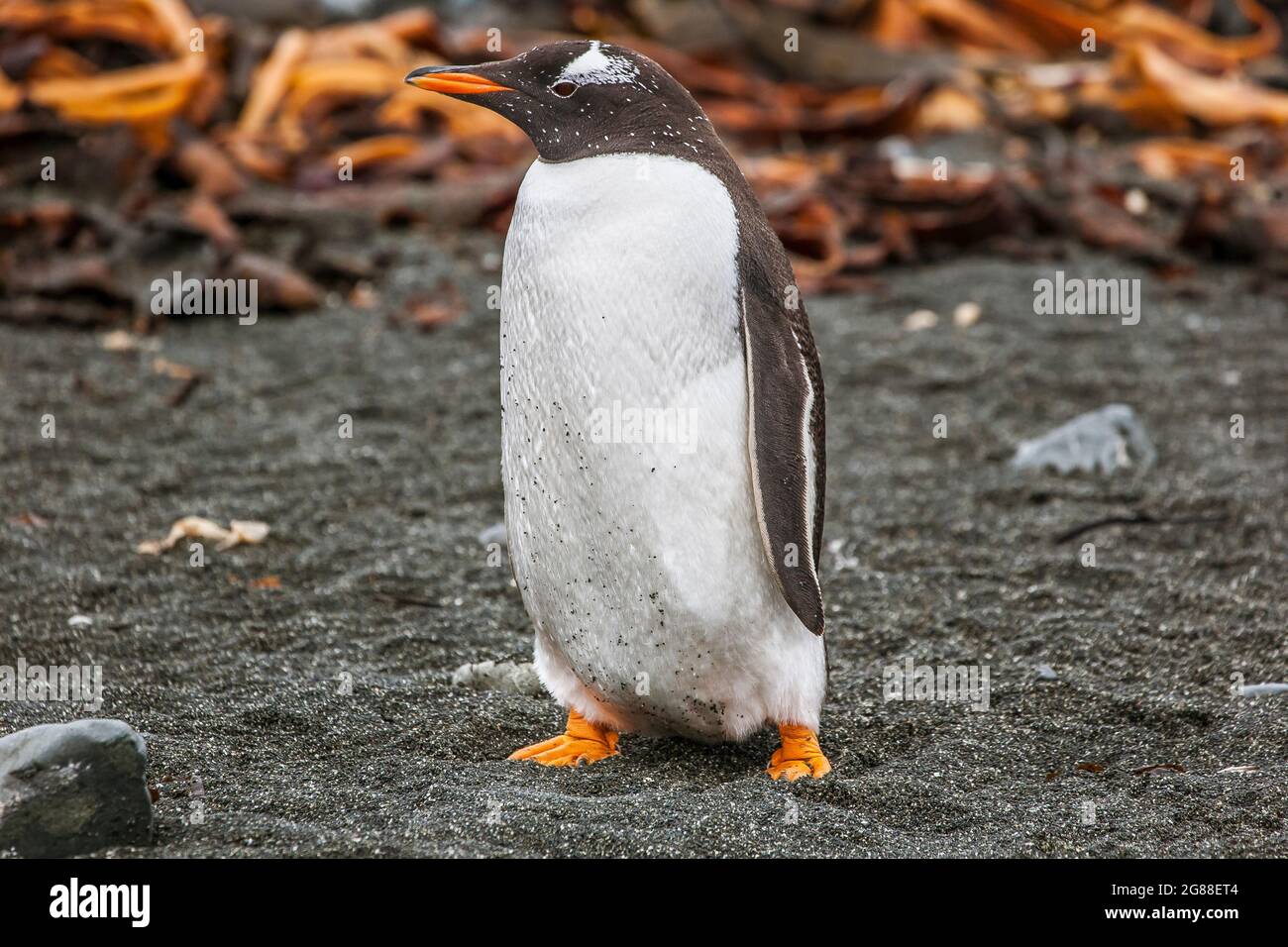 Un pinguino Gentoo (Pigoscelis papua) all'Isola di Macquarie. Foto Stock