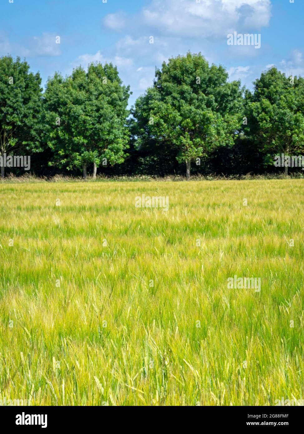 Campo di grano verde sostenuto da alberi con un cielo blu Foto Stock