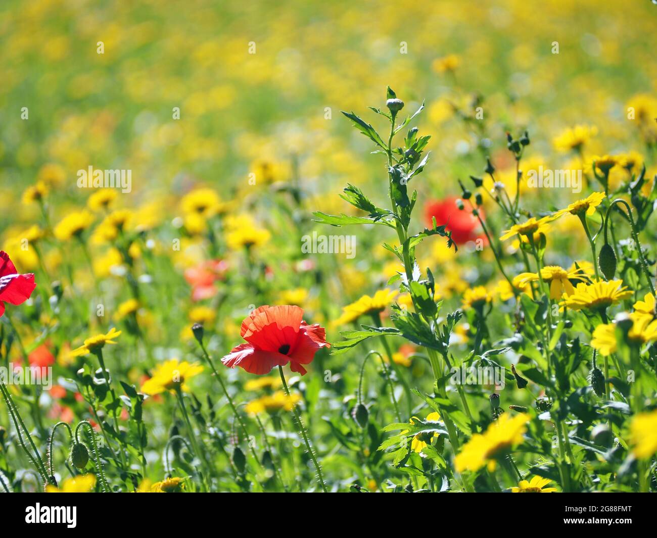 Fiori selvatici britannici, tra cui il mais Marigold (glebionis), il camomile inglese (chamaemelum nobile), il corfiore (centaurea) e il mais Poppy (papaver) Foto Stock