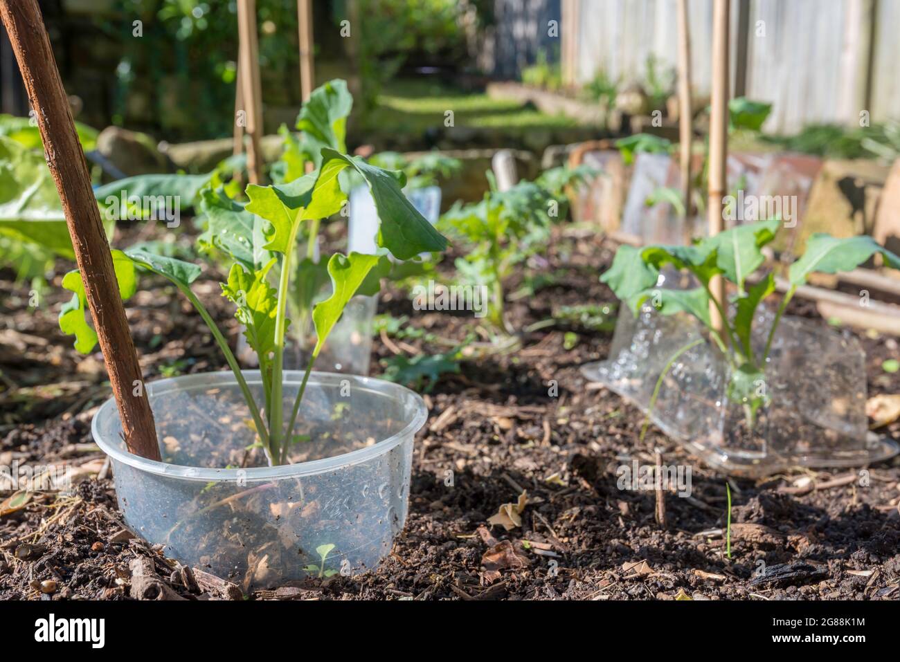 Giovani piante di Kale che crescono in un orto a Sydney, Australia, protetto da lumache e lumache con bottiglie e contenitori di plastica tagliati Foto Stock