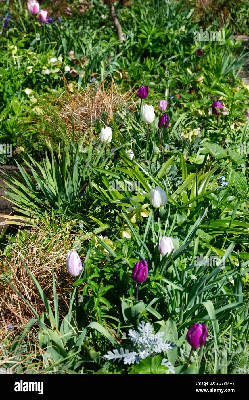 Triumph tulipani Bandiera viola, Bandiera bianca e Flaming Flag in un giardino di primavera UK aprile Foto Stock