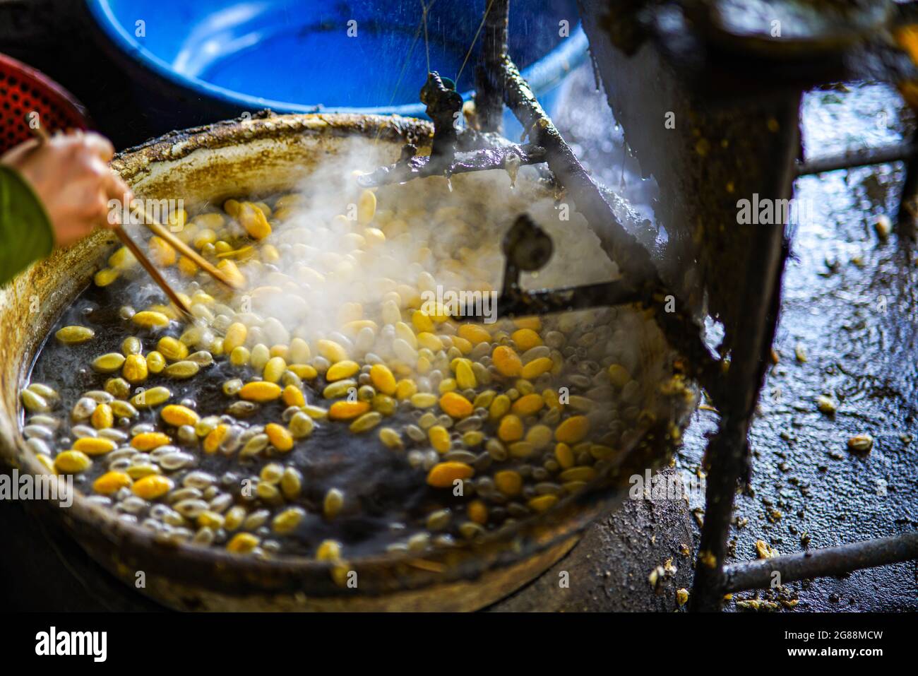 Produzione di seta gialla nel nord del Vietnam Foto Stock