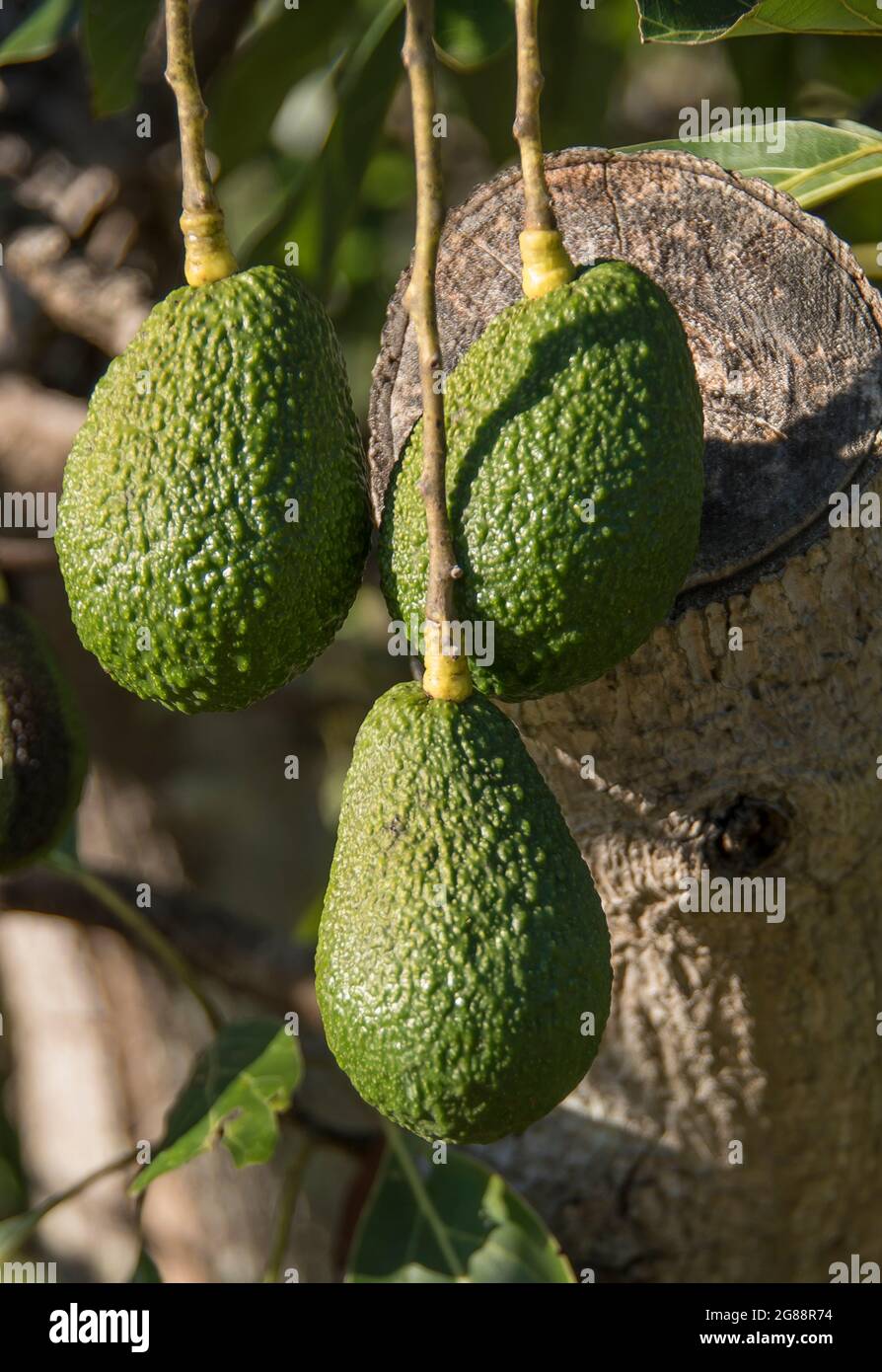 Tre avocado mature e verdi di Hass appesi sull'albero (persea americana) in frutteto nel Queensland, Australia. Pronto a scegliere ma ancora duro. Inverno. Foto Stock