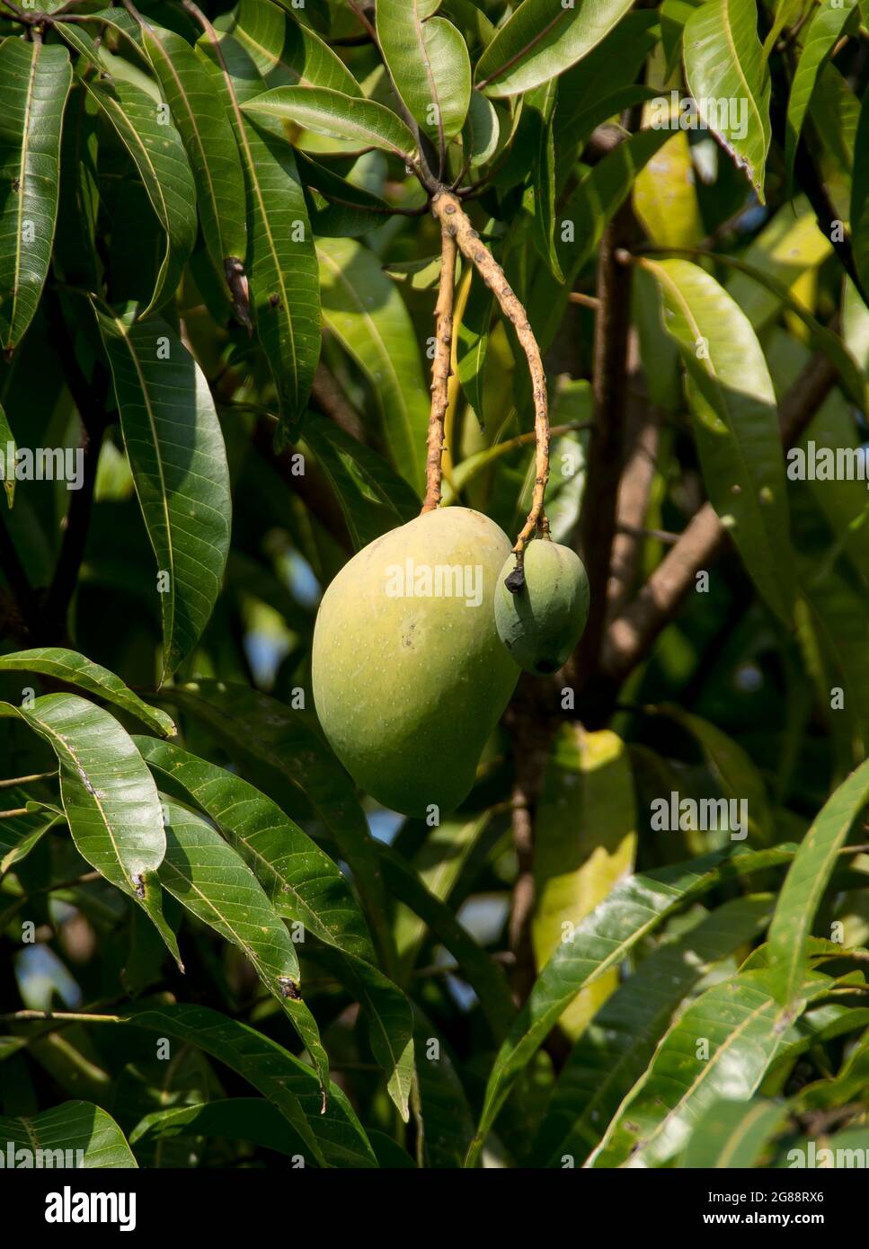 Due Mangos che crescono su un albero di mango (Mangifera indica) in un folto fogliame verde. Estate, giardino a Queensland, Australia. Foto Stock