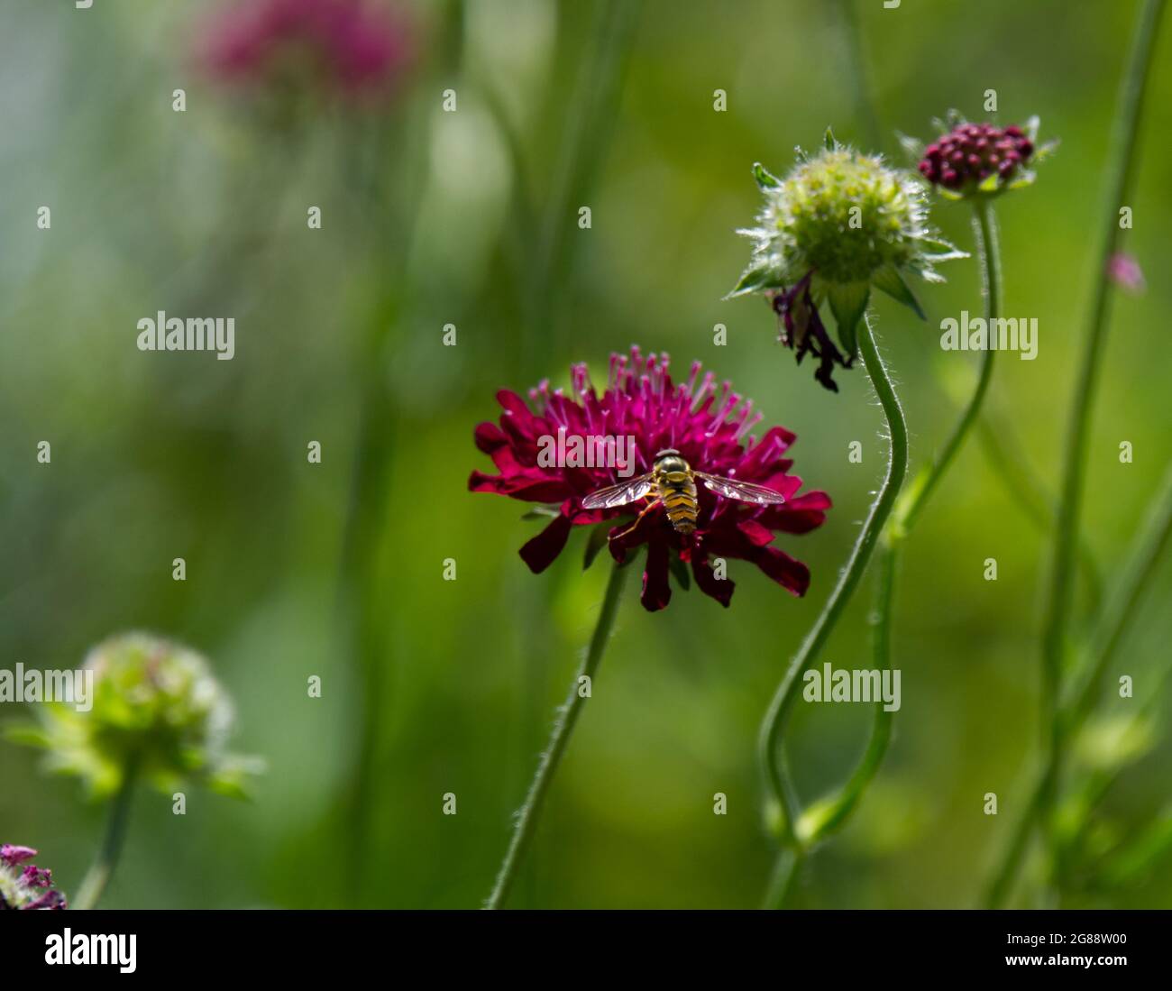 Fiore estivo di knautia macedonica fiore con ape UK luglio Foto Stock