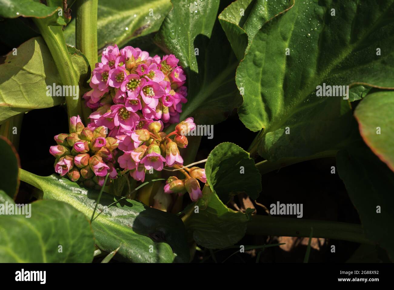 Fiore rosa di badan o crassifolia di bergenia fra le grandi foglie verdi. Fioritura della pianta medicinale. Tè alle erbe. Foto Stock