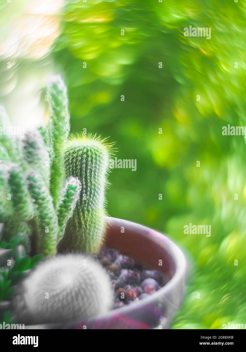 Pentola cactus, bokeh swirly la lente di Helios. Bokeh artistico con lenti d'epoca helios-44-2. Piante domestiche. Messa a fuoco selettiva Foto Stock