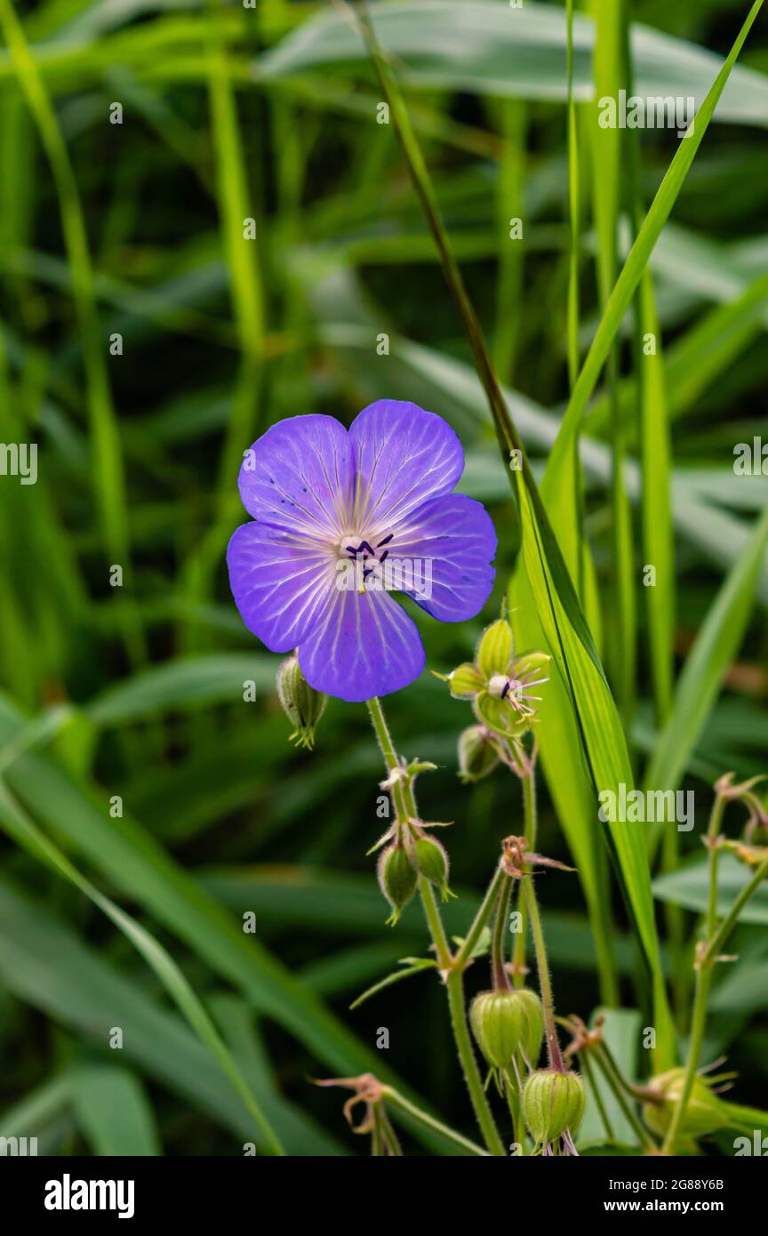 Immagine in primo piano verticale di un geranio di fiori viola-blu Foto Stock