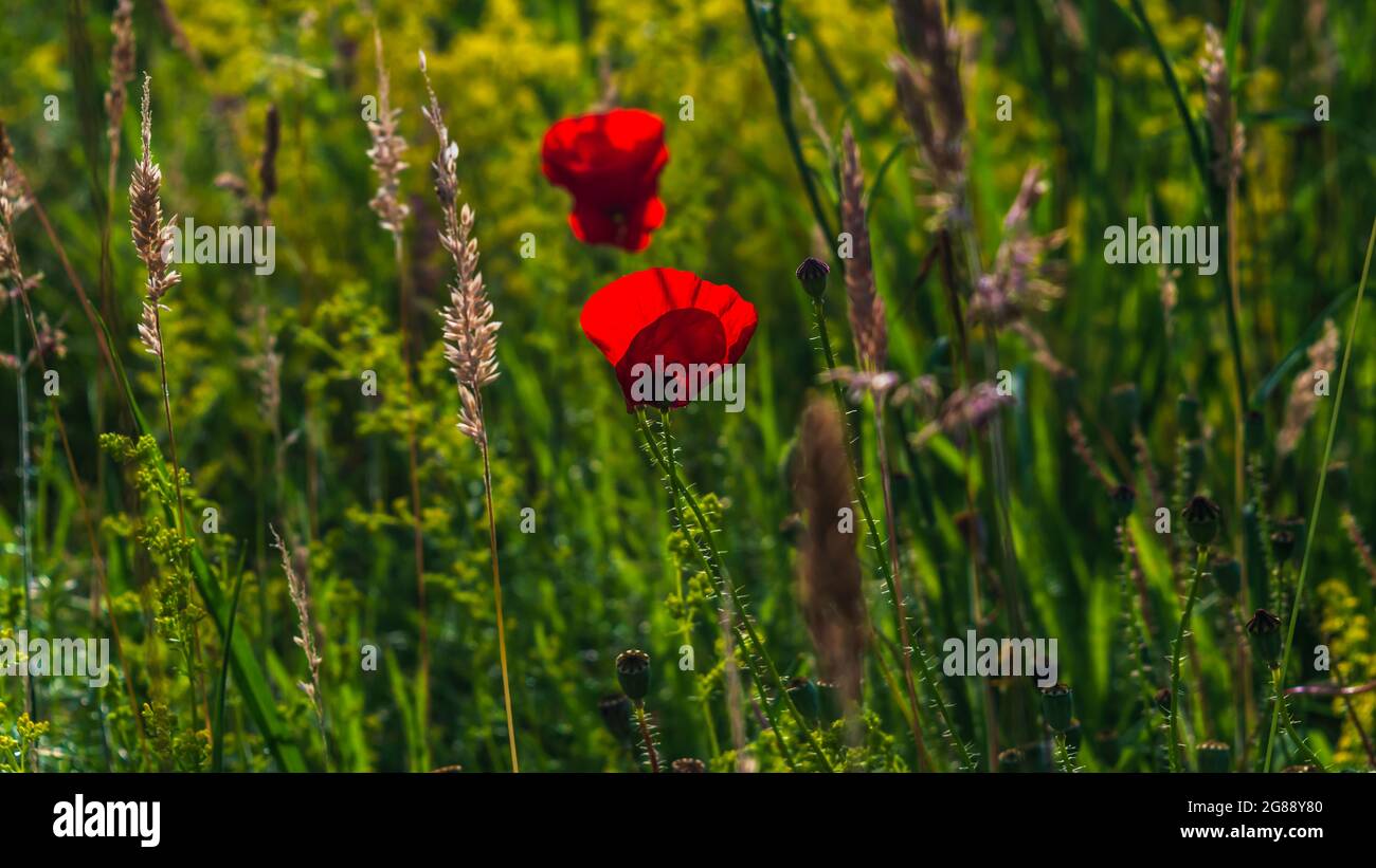 16:9 immagine di un papavero di campo che fiorisce in un prato illuminato dal sole del pomeriggio Foto Stock