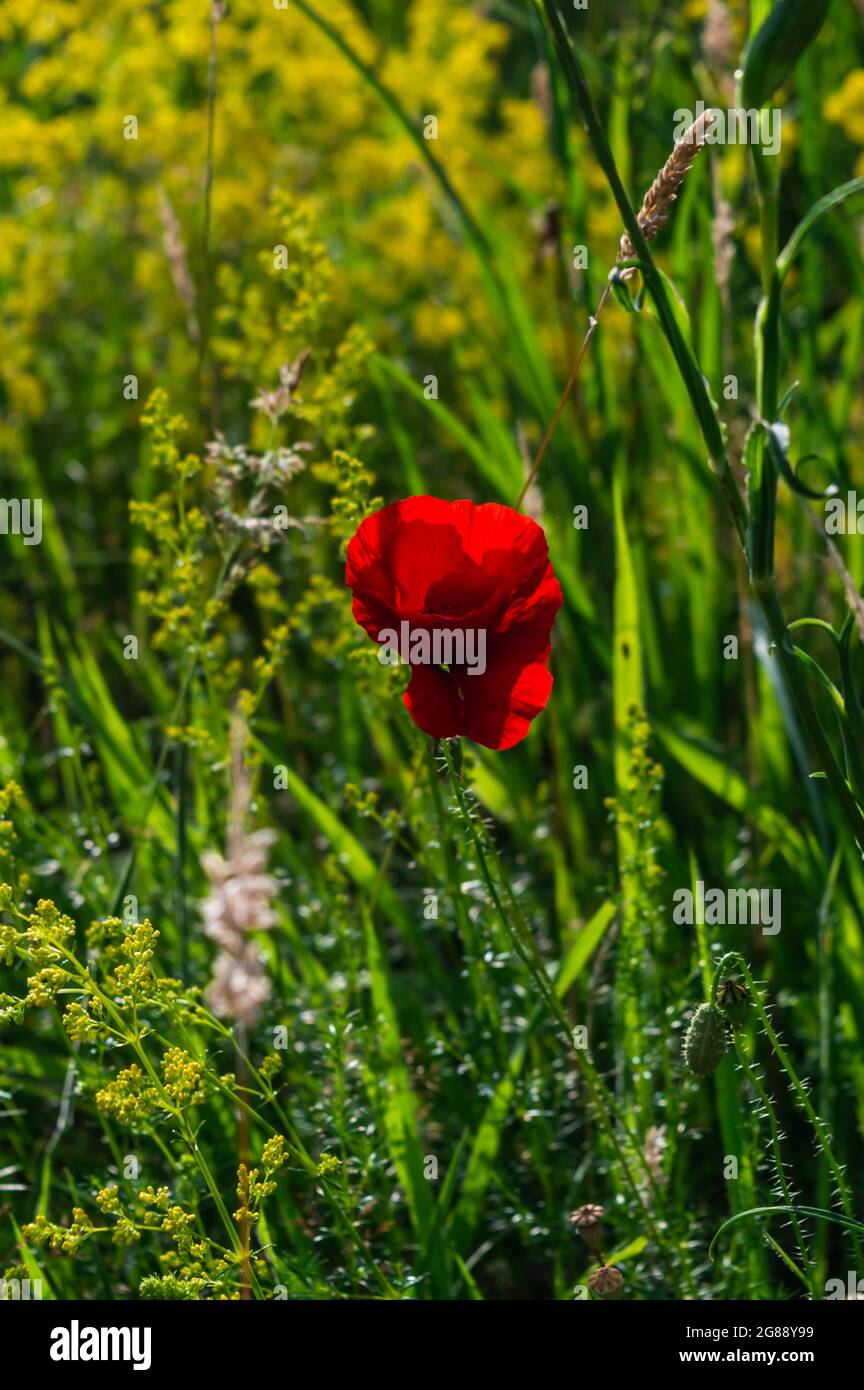 Immagine verticale un campo papavero che fiorisce in un prato illuminato dal sole del pomeriggio Foto Stock