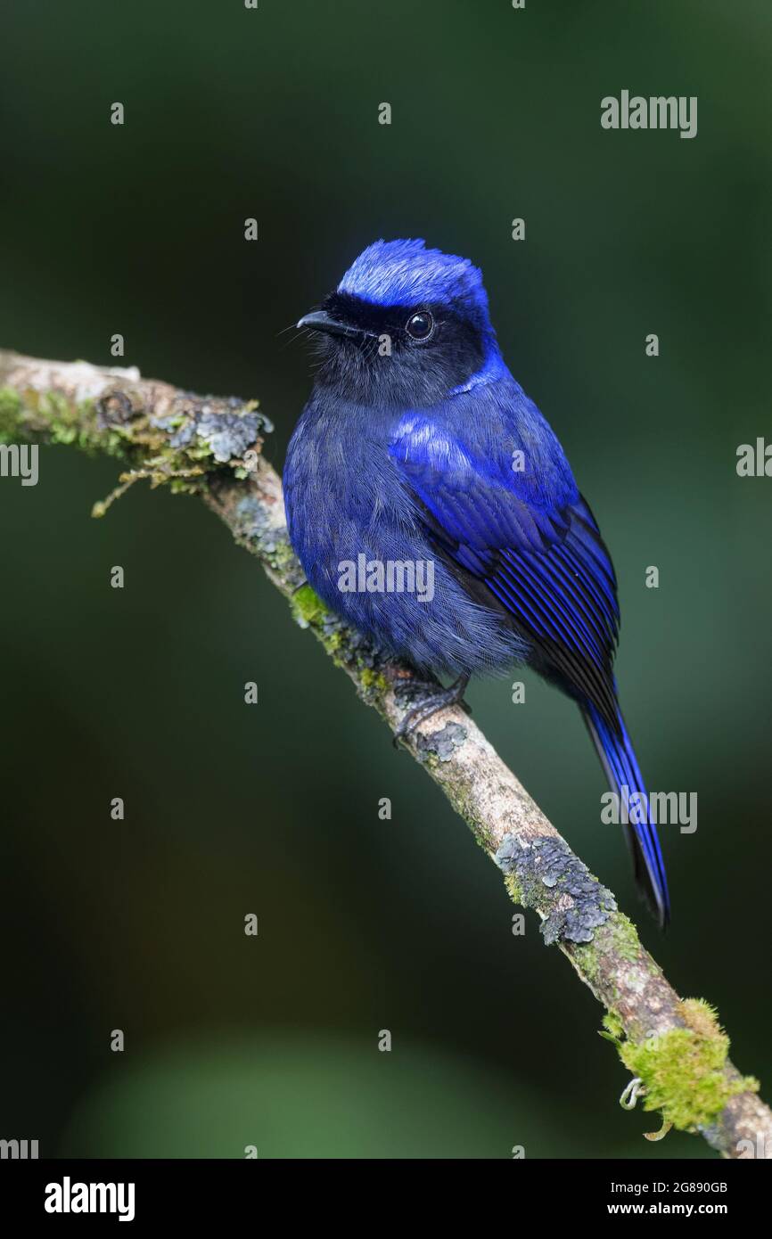 Grande Niltava Foto Stock