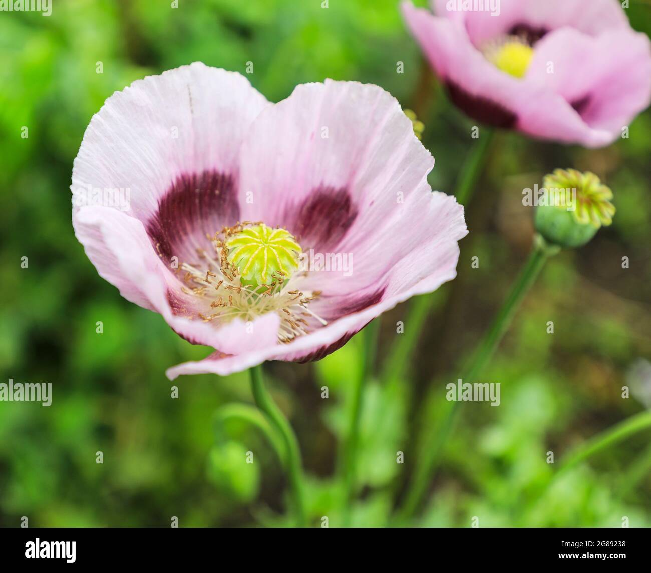 Un primo piano di una testa di fiore di papaver Poppy che mostra il pistil,  le stampini, le antere e i petali, Inghilterra, Regno Unito Foto stock -  Alamy