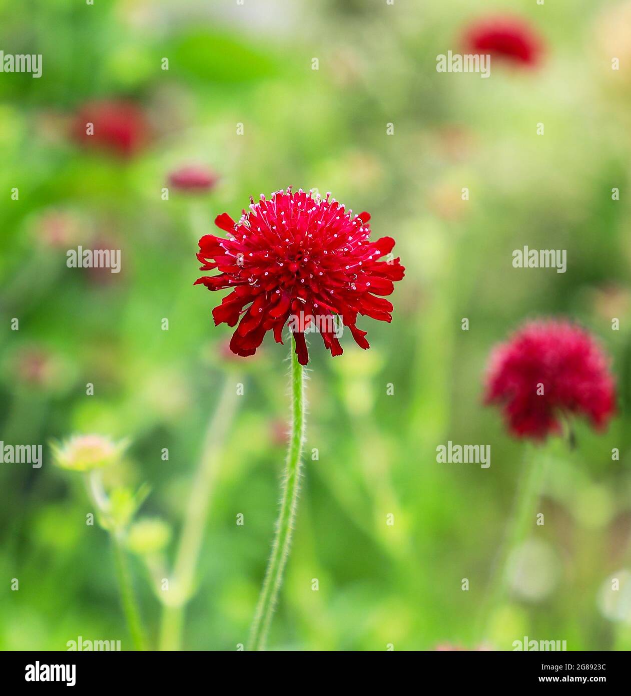 Una testa di fiore rossa di un fiore di Pincushion, (Scabiosa triandra), Inghilterra, Regno Unito Foto Stock