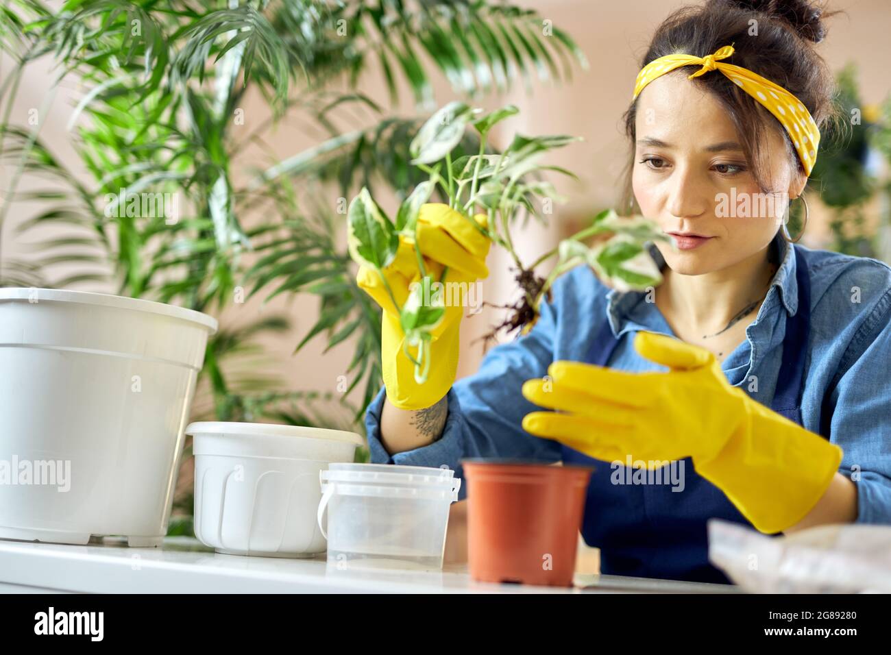 Donna che si prende cura di guanti di gomma che trapiantano una pianta in una nuova pentola a casa Foto Stock