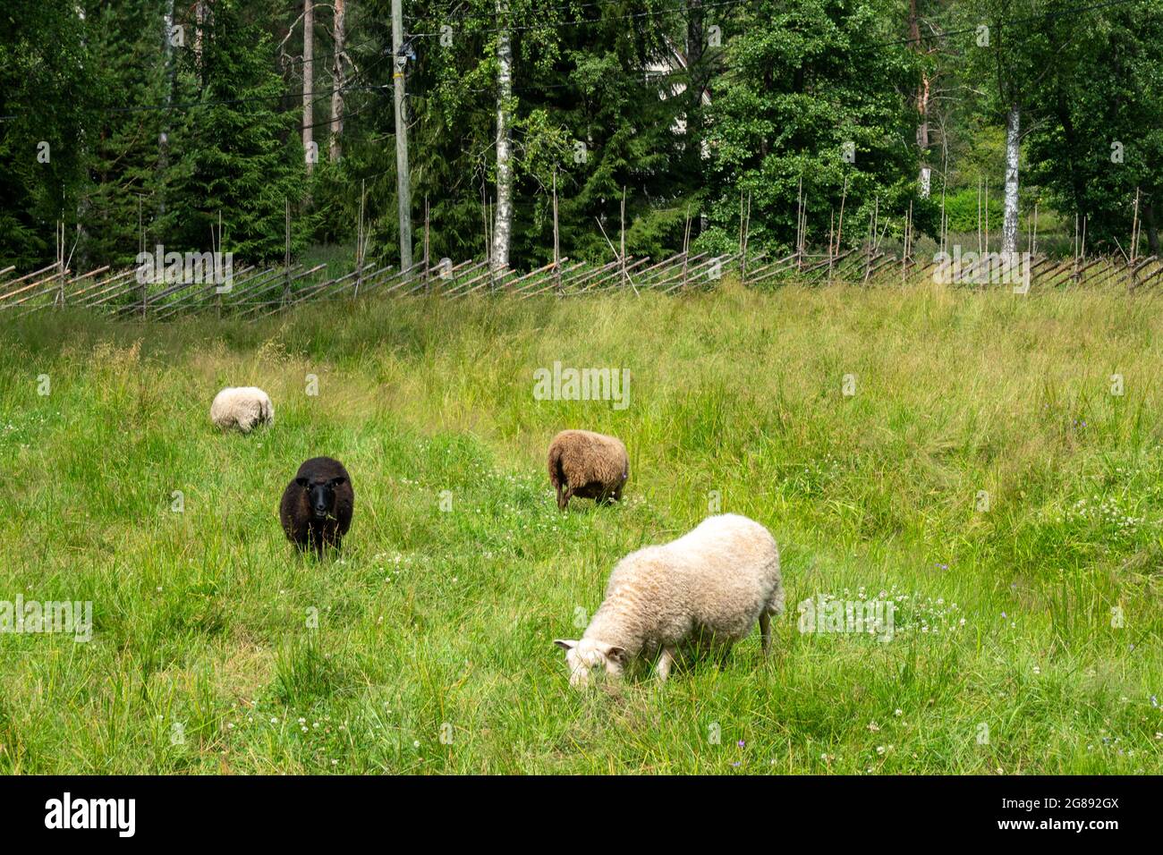 Pecore da pascolo su prato nell'isola di Pentala di Espoo, Finlandia Foto Stock