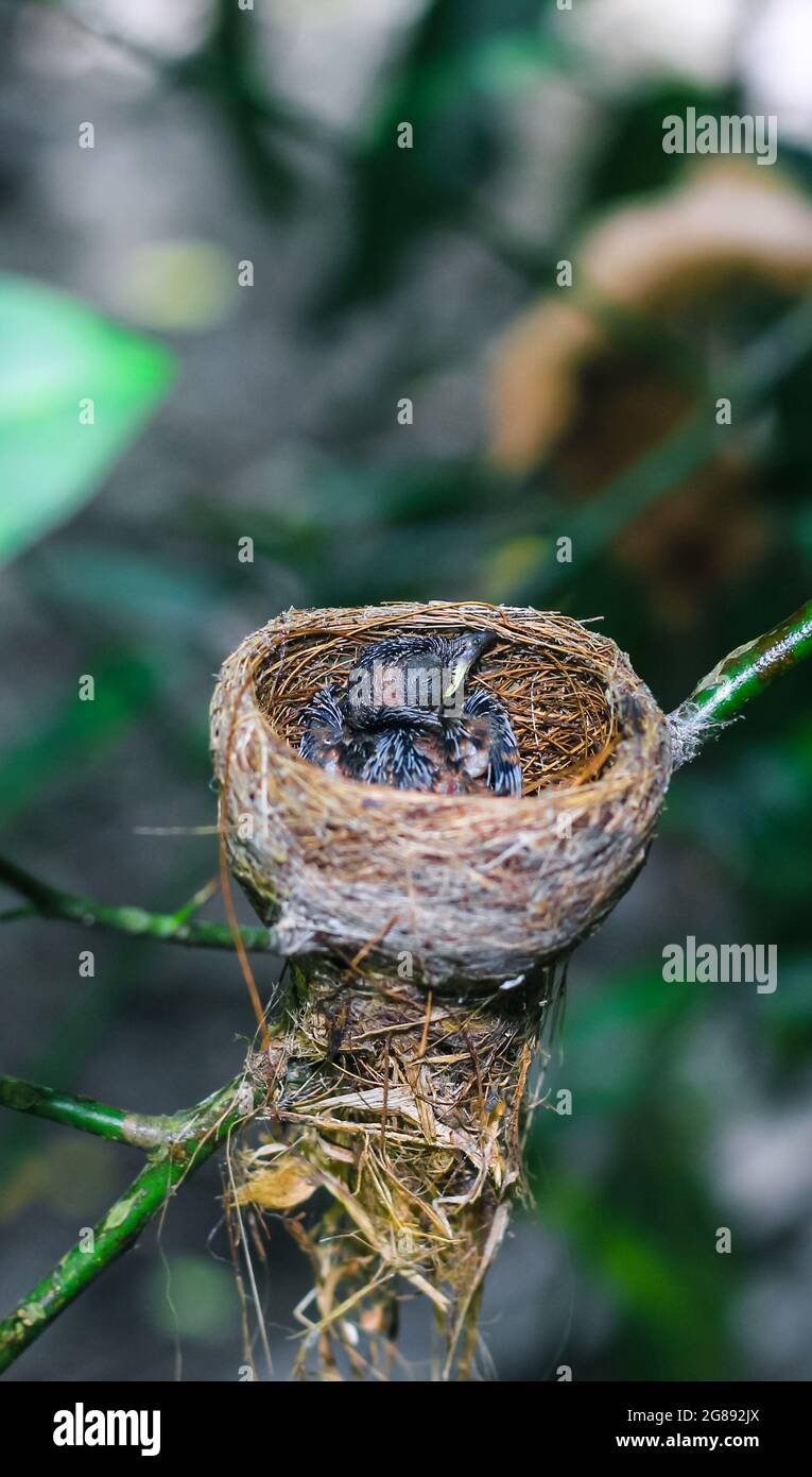 Uccello neonato in primo piano nido. Un piccolo uccello nel nido attende la madre. Baby bird sguardo ravvicinato. Vivere in un nido d'uccello fatto di erba. Foto Stock