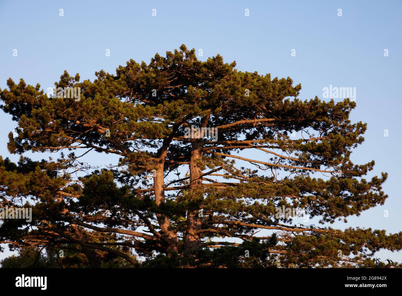Pino scozzese visto nel Regno Unito nel mese di luglio. Foto Stock