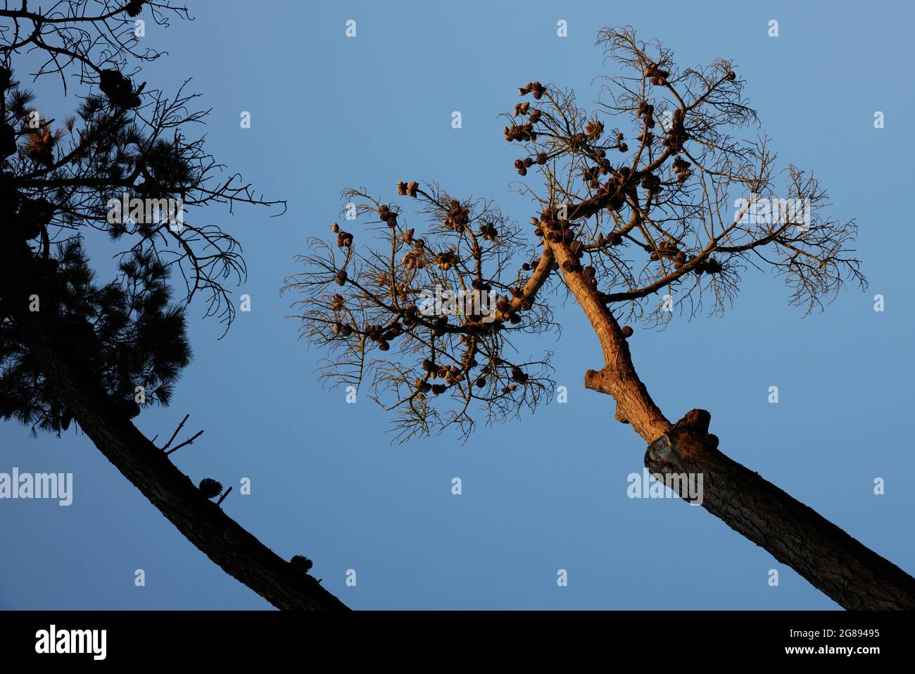 Pino scozzese visto nel Regno Unito nel mese di luglio. Foto Stock