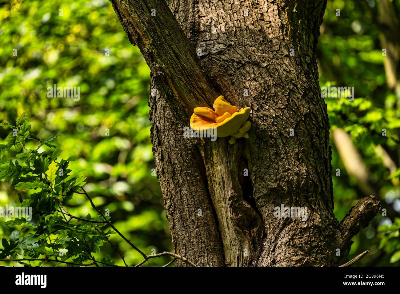 Staffa fungo che cresce sulla corteccia di albero in bosco, Lothian orientale, Scozia, Regno Unito Foto Stock