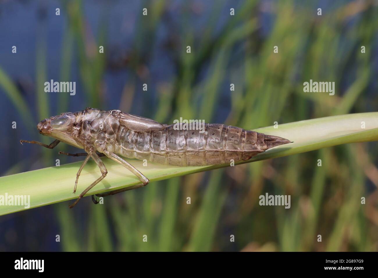 Dune Slack, Ainsdale Dunes NR , Sefton Coast, UK Foto Stock