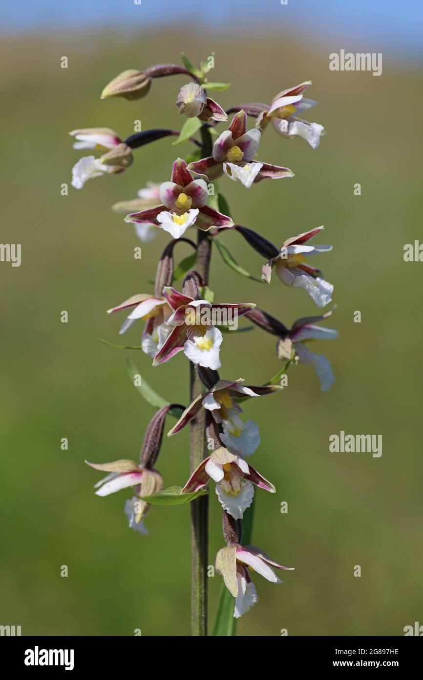 Marsh Helleborine palustris bergonii Foto Stock