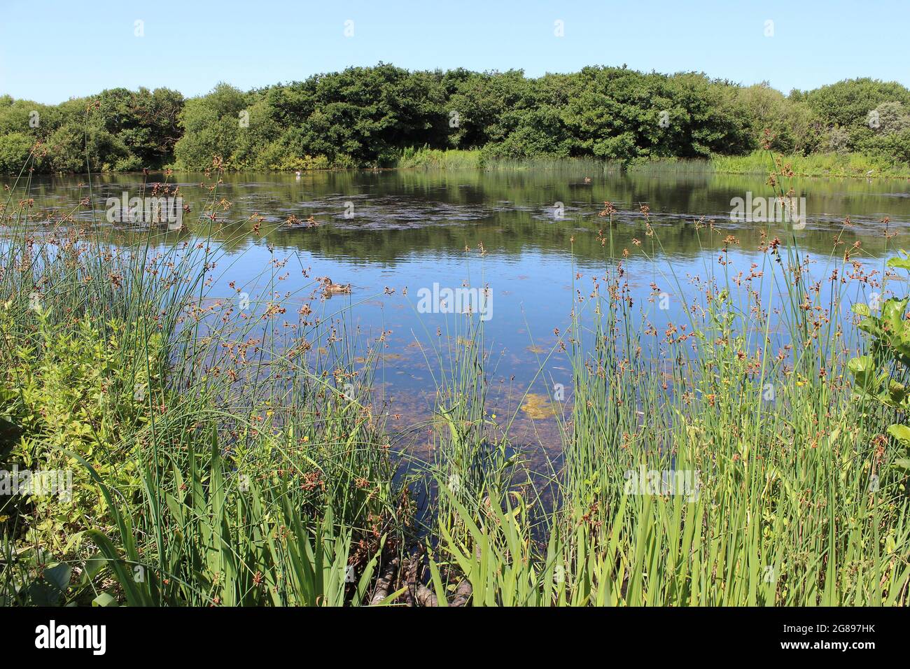 Sands Lake, Ainsdale Dunes Nature Reserve, Sefton Coast, Regno Unito Foto Stock