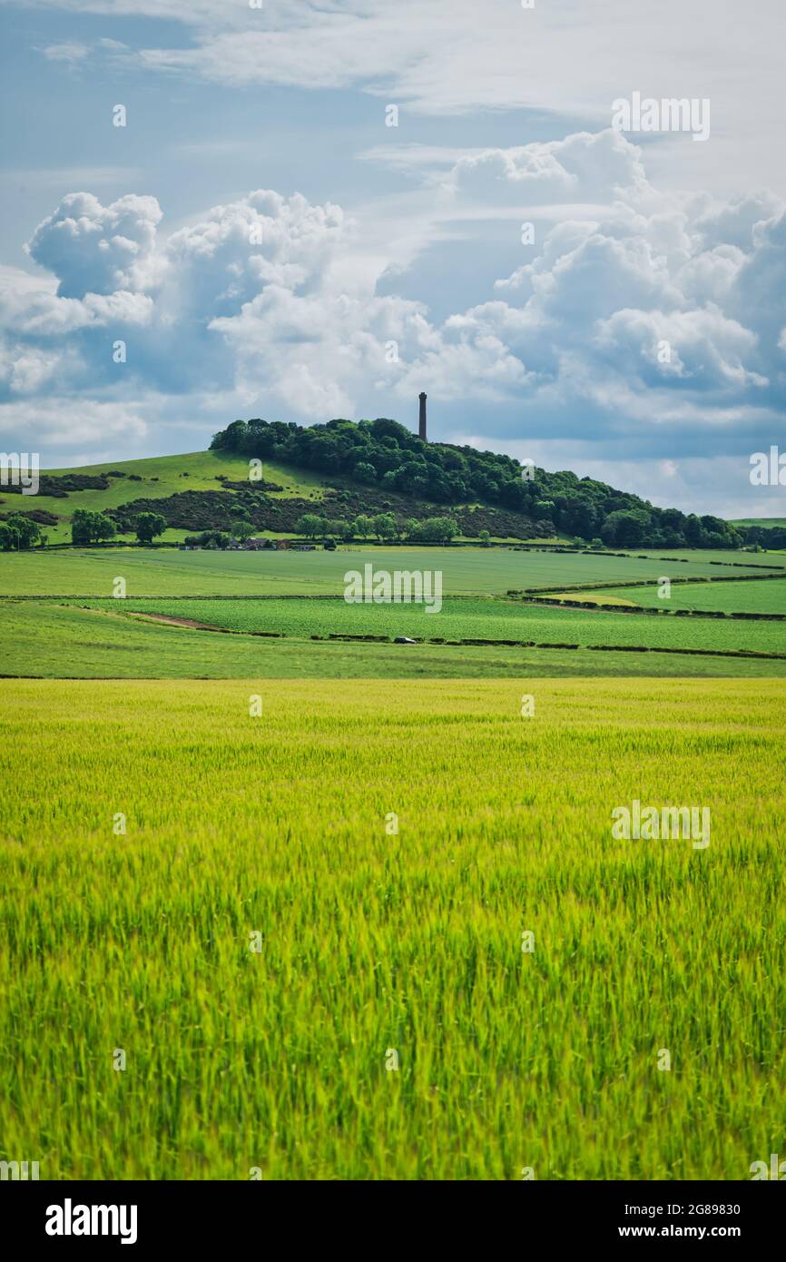 Campi coltivati verdi in paesaggio agricolo con la torre vittoriana in cima alla collina, East Lothian, Scozia, Regno Unito Foto Stock